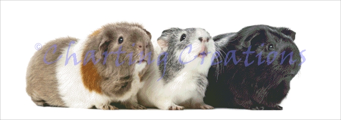 Guinea Pigs